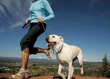 Yüksek Proteinli Köpek Mamaları Köpeğinizin Sağlığı İçin Neden Önemlidir?