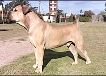 Boerboel Cinsi Köpek Özellikleri ve Bakımı