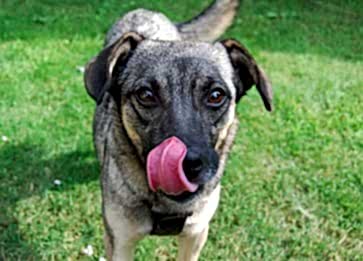 Köpeğim Yarasını Yalıyor. Neden Olabilir?