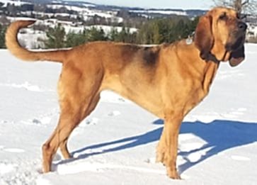 Bloodhound Cinsi Köpek Özellikleri Nelerdir Bakımı Nasıldır?