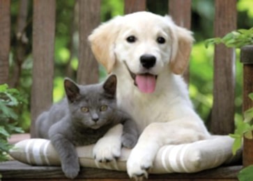 Kedi ve Köpek Beraber Yaşayabilir mi?