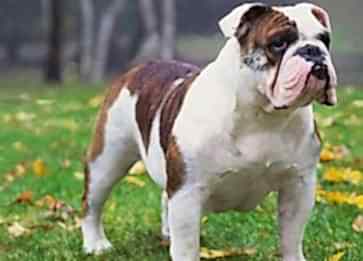 İngiliz Bulldog Cinsi Köpek Özellikleri ve Bakımı