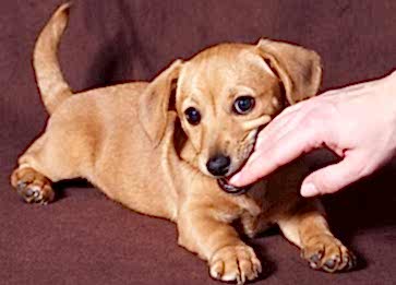 Köpeklerde Tüy Dökülmesine Ne İyi Gelir?