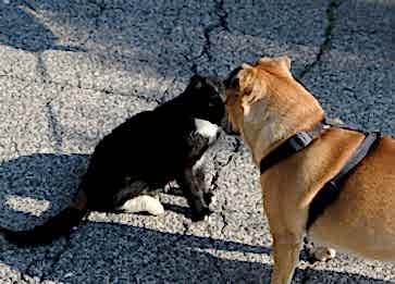 Kediler ve Köpekler Arasındaki En Belirgin Farklılıklar Nelerdir ?