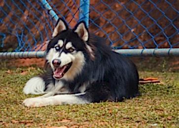 Köpeklerin Yaşı Nasıl Hesaplanır? Nelere Dikkat Edilir ?