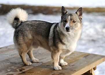 Swedish Vallhound Köpek Irkı Özellikleri ve Bakımı