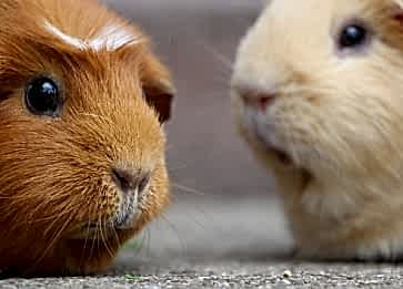 Sıcak Havalarda Guinea Pig Bakımı Nasıl Olmalıdır?