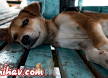 Köpeklerde Eklem İltihabı Belirtileri Nelerdir? Tedavisi Nedir ?