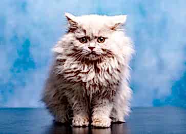 British Longhair Cinsi Kedi Özellikleri ve Bakımı