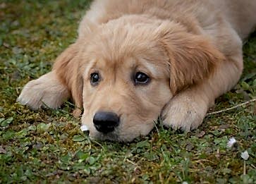 Köpeklerde Kaşıntı Sebepleri ve Hakkında Bilgi
