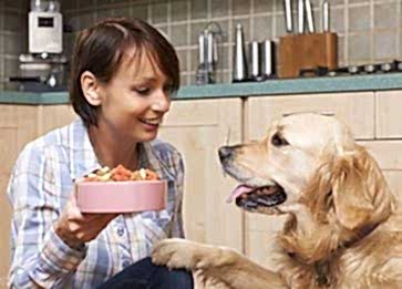Köpeklerde Davranış Bozuklukları ve Çözüm Yolları