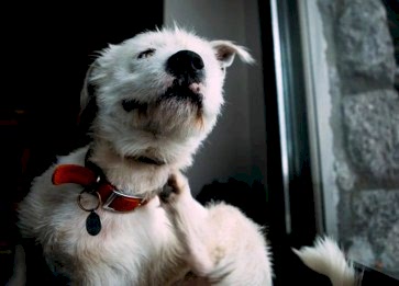 Köpeğim Kepeklendi. Sebebi Ne Olabilir?