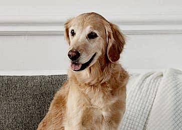 Köpekleri Kısırlaştırmanın Faydaları Nelerdir?