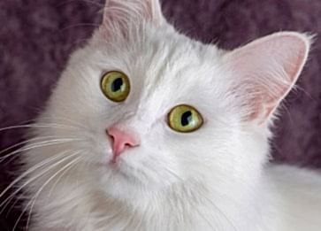 Kedi Sahiplenmeden Önce Bilmeniz Gereken 7 Şey