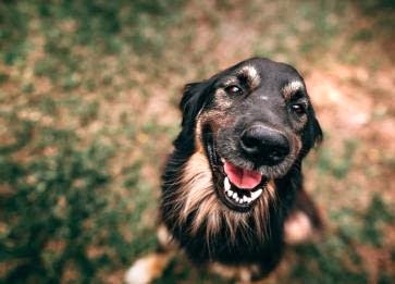Köpeklerde Horlama Neden Olur? İşte Sebepleri...