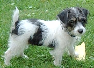Jack A Poo Köpek Özellikleri ve Bakımı