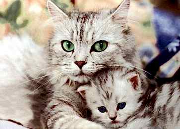 Kedi Dostlarımız Annelerini Unutur mu?