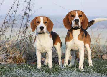 Beagle Cinsi Köpek Özellikleri ve Bakımı