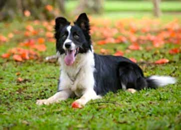 Köpek Zekası ve Köpeklerde Zeka Türleri Hakkında Bilinmesi Gerekenler
