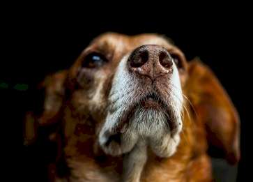 Köpekler İnsanları Anlayabiliyor mu?