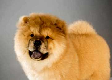 Chow Chow Hakkında Bilmeniz Gerekenler