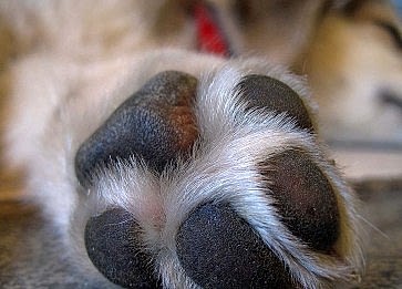 Köpeklerde Pati Bakımı Hakkında Bilinmesi Gereken Her şey
