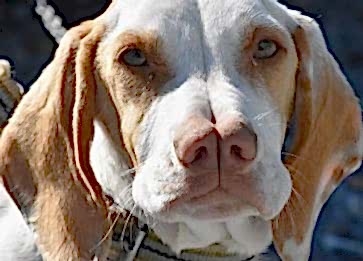 Turkish Pointer (Çatal Burun) Cinsi Köpek Özellikleri ve Bakımı