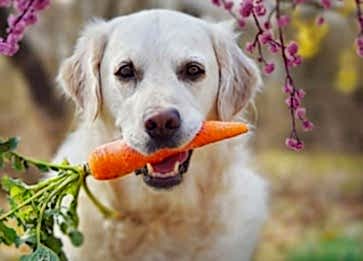 Köpek Sahiplenmenin Avantajları ve Sorumlulukları