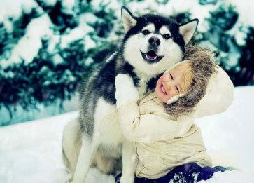 Husky (Sibirya Kurdu) Cinsi Köpek Özellikleri ve Bakımı