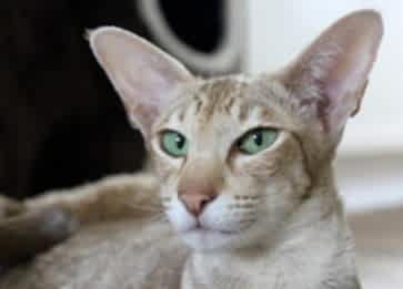 Oriental Shorthair Cinsi Kedi Özellikleri ve Bakımı