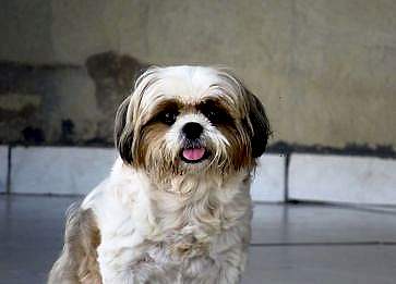 Shih Tzu Cinsi Köpek Özellikleri ve Bakımı