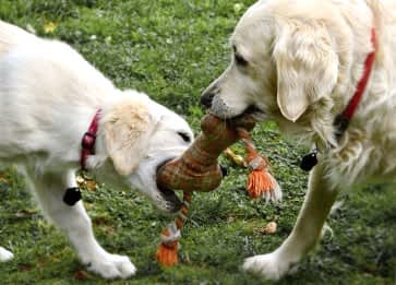 Köpeklerde Neden Ayakkabı Kemirir Veya Isırır ?