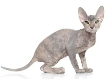 Donskoy Cinsi Kedi Özellikleri ve Bakımı