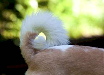 Köpeklerin Kuyrukları Ne İşe Yarar?