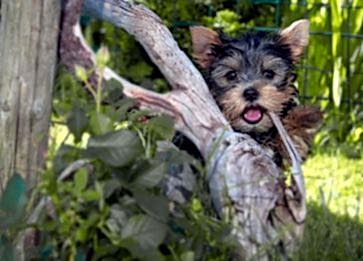 Köpeklerde Davranışsal Sorunlar ve Çözüm Yolları