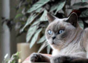 British Shorthair Cinsi Kedinize Nasıl Mama Seçmelisiniz?