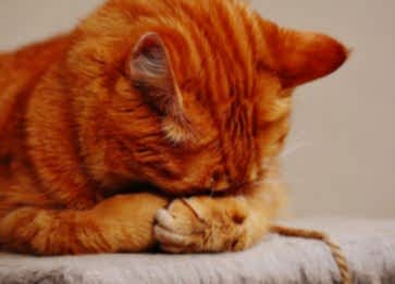 Kedi İdrarında Kan Görülmesinin Sebepleri Nedir?