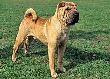 Chinese Shar Pei Cinsi Köpek Özellikleri ve Bakımı
