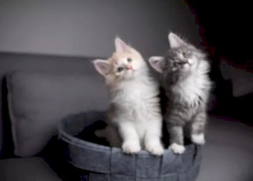 Rüyada Kedi Sevmek Ne Anlama Gelir?