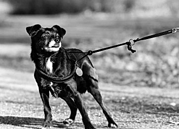  Köpeğinizi Tasmaya Nasıl Alıştırabilirsiniz? Yöntemleri Nelerdir ?