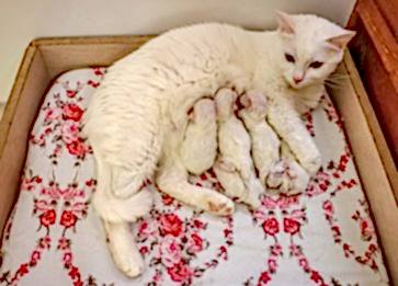 En Güzel Erkek ve Dişi Kedi İsimleri