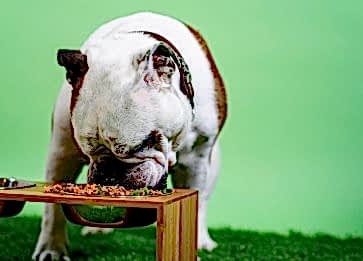 Köpeklerde Yeme Bozukluğu Sebepleri Nelerdir?