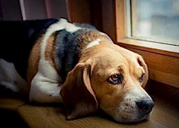 Köpeğimin Ayrılık Kaygısı Yaşadığını Nasıl Anlayabilirim?