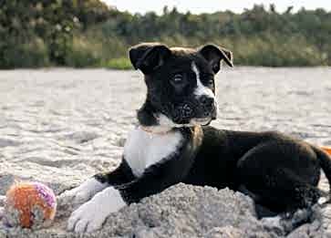 Köpeklerin Dili: İfade Biçimleri, İletişim Yolları ve Sahipleriyle Bağlantıları
