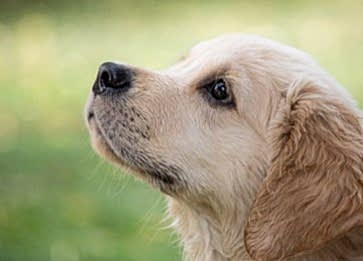 Köpek Nezlesi Hastalığı ile İlgili Bilinmesi Gerekenler