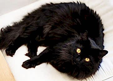 Chantilly Cinsi Kedi Özellikleri ve Bakımı