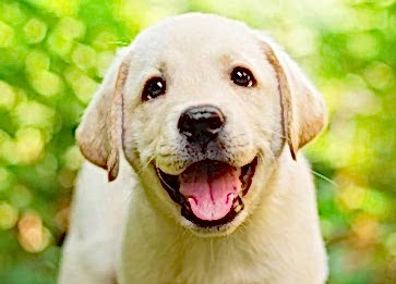 Köpeklerle Birlikte Tatile Çıkmabilmek İçin İpuçları