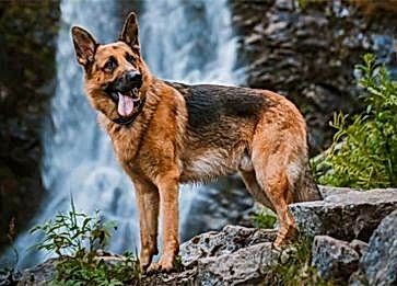 Alman Kurdu Cinsi Köpek Genel Özellikleri Nelerdir?