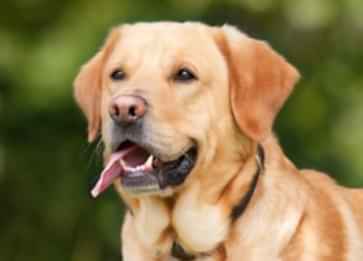 Yaşlanan Köpekler Nasıl Beslenmelidir?