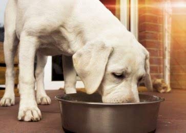 Köpeklerde Yaş Mama ile Beslenmenin Önemi